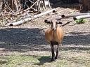 Cameroon sheep