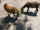 Cameroon sheep