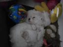 Bichon Maltese puppies