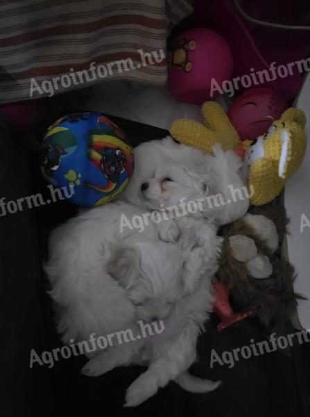 Bichon Maltese puppies