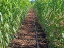Fruit tree graft