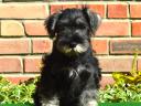 Dwarf schnauzer puppies