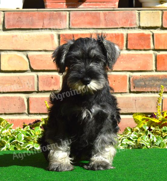 Dwarf schnauzer puppies