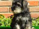 Dwarf schnauzer puppies