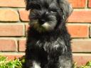 Dwarf schnauzer puppies