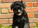 Dwarf schnauzer puppies