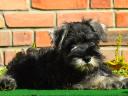 Dwarf schnauzer puppies