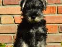 Dwarf schnauzer puppies