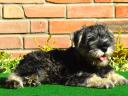 Dwarf schnauzer puppies