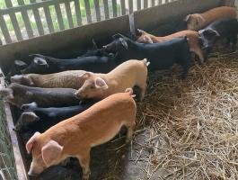 Mangalica-Duroc malacok