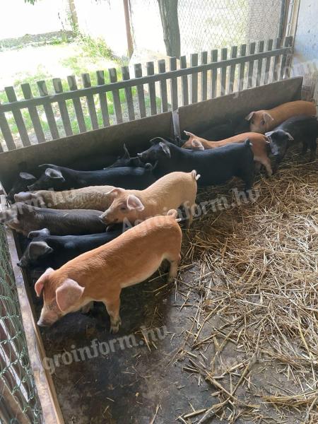 Mangalica-Duroc malacok