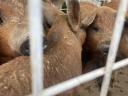 Mangalica-Duroc malacok