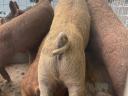 Mangalica-Duroc malacok