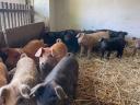 Mangalica-Duroc malacok