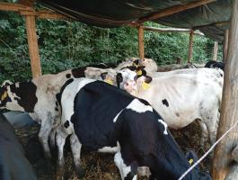 Holstein bika borjú