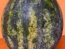Agromes milk for melons against sunburn