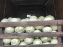 Cabbage with cabbage