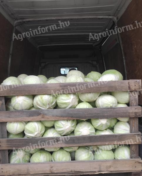 Cabbage with cabbage