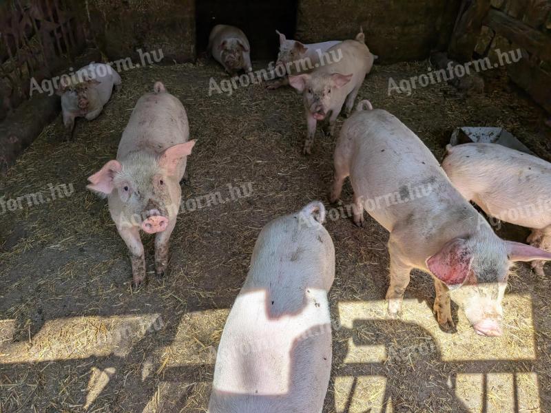 Wahlschweine zu verkaufen