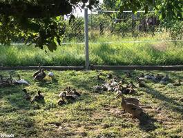 Indiai futókacsa eladó