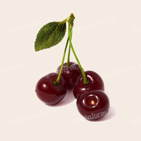 Cefre sour cherries for sale