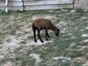 Cameroon sheep