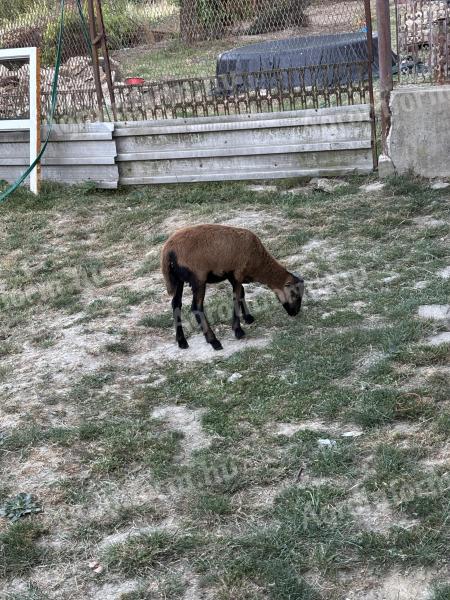 Cameroon sheep