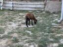 Cameroon sheep