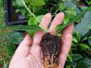 Peaberry, Korallberkenye, Leylandi, Yew propagating material and larger containerized exports