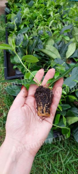 Peaberry, Korallberkenye, Leylandi, Yew propagating material and larger containerized exports