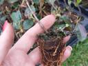 Peaberry, Korallberkenye, Leylandi, Yew propagating material and larger containerized exports