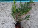 Peaberry, Korallberkenye, Leylandi, Yew propagating material and larger containerized exports