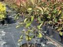 Peaberry, Korallberkenye, Leylandi, Yew propagating material and larger containerized exports