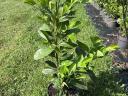 Peaberry, Korallberkenye, Leylandi, Yew propagating material and larger containerized exports