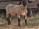 English Suffolk ram