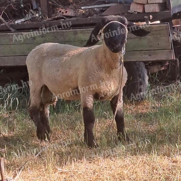 English Suffolk ram