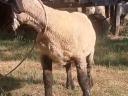 English Suffolk ram