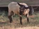 English Suffolk ram