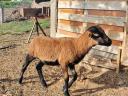 Cameroon sheep