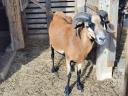 Cameroon sheep