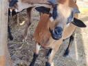 Cameroon sheep
