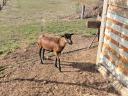 Cameroon sheep