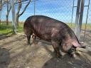 Breeding would move to