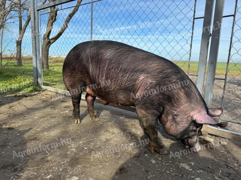 Breeding would move to
