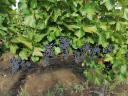 Cabernet Franc grape harvest can be pre-registered