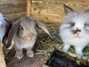 Little Rabbit