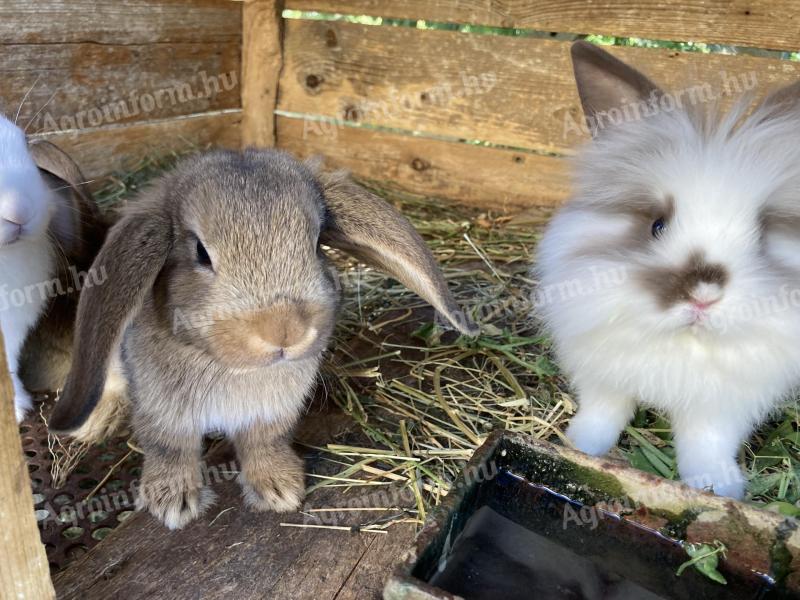Little Rabbit