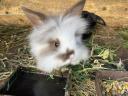 Little Rabbit