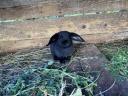 Little Rabbit