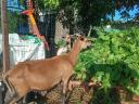 Cameroon sheep, sheep for sale in one